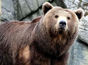 Co to znamená snít o útoku medvěda? 