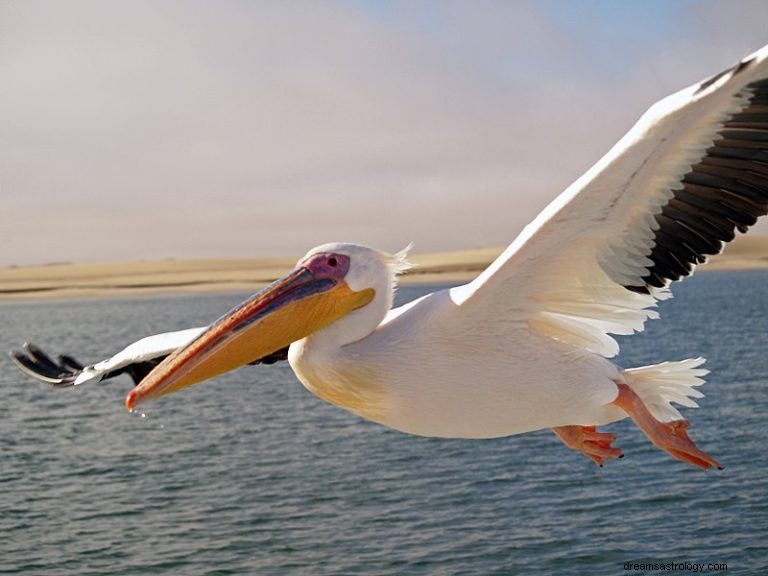 Hvad betyder det at drømme om pelikan? 