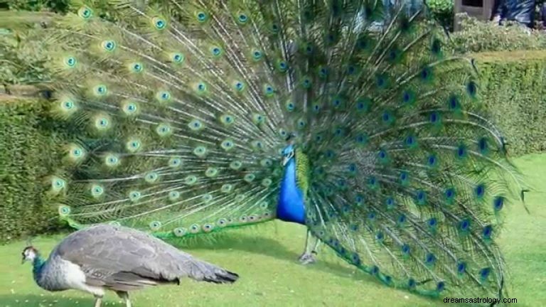 Vad betyder det att drömma om Peacock? 
