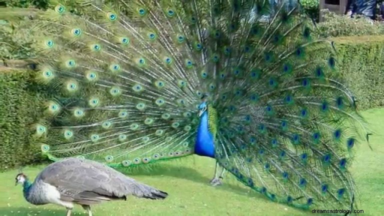 O que significa sonhar com pavão? 