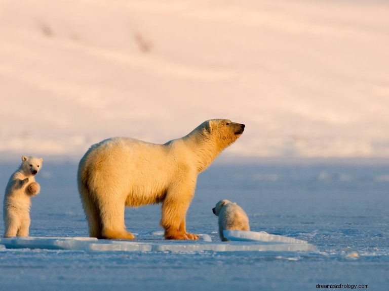 O que significa sonhar com urso polar? 