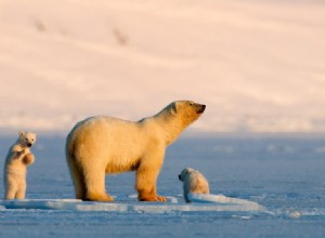 Co to znamená snít o ledním medvědovi? 