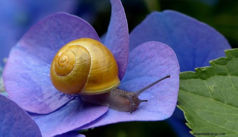 O que significa sonhar com caracol? 