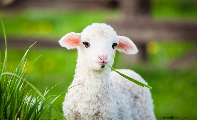 Was bedeutet es, über Lamm zu träumen? 