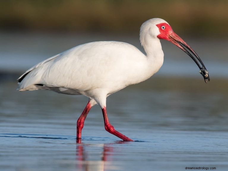 ¿Qué significa soñar con ibis? 