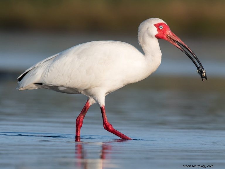 Τι σημαίνει να ονειρεύεσαι Ibis; 