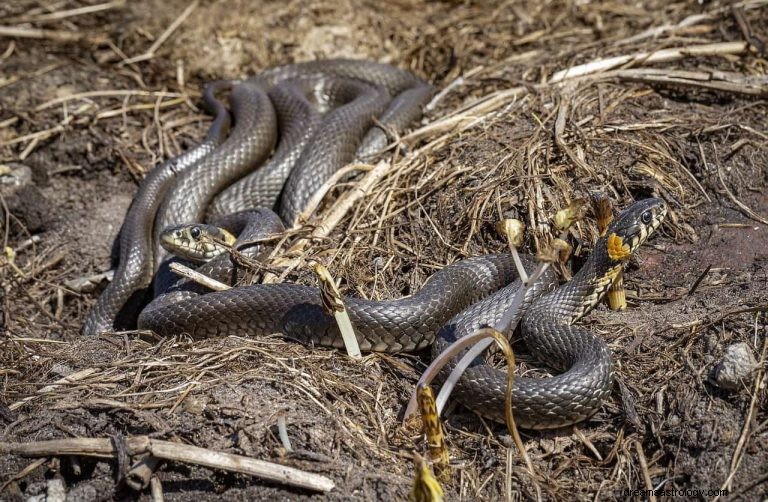 Hvad vil det sige at drømme om Freud og Jungs Snake? 