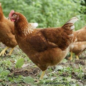 Que signifie rêver d une poule ou d un poulet ? 