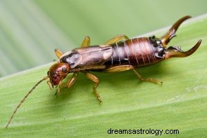 Cosa significa sognare Earwig? 