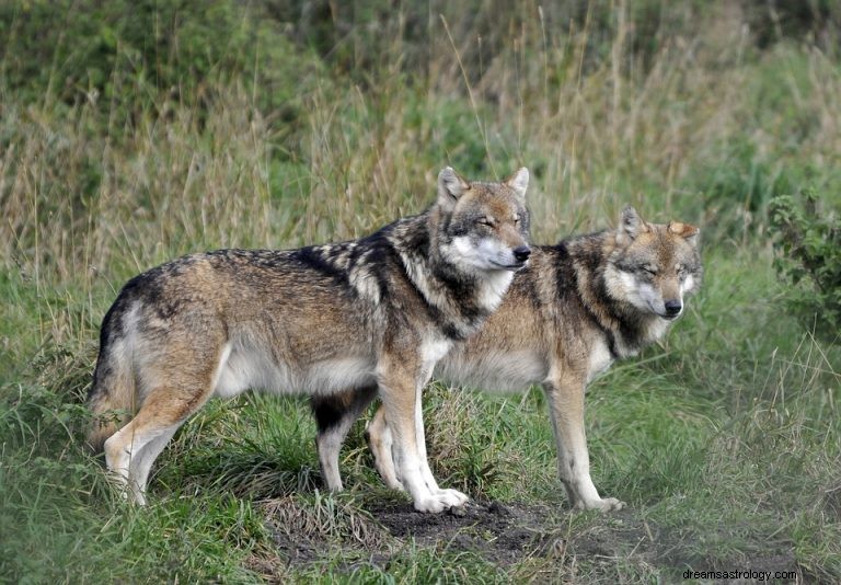 Wat betekent dromen over wolf? 