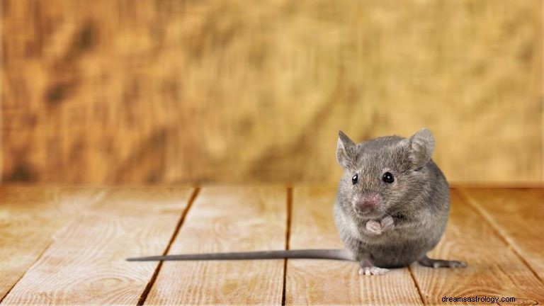 Hva betyr det å drømme om mus? 