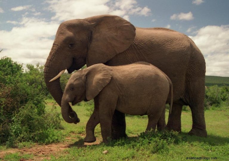 Wat betekent dromen over olifanten? 