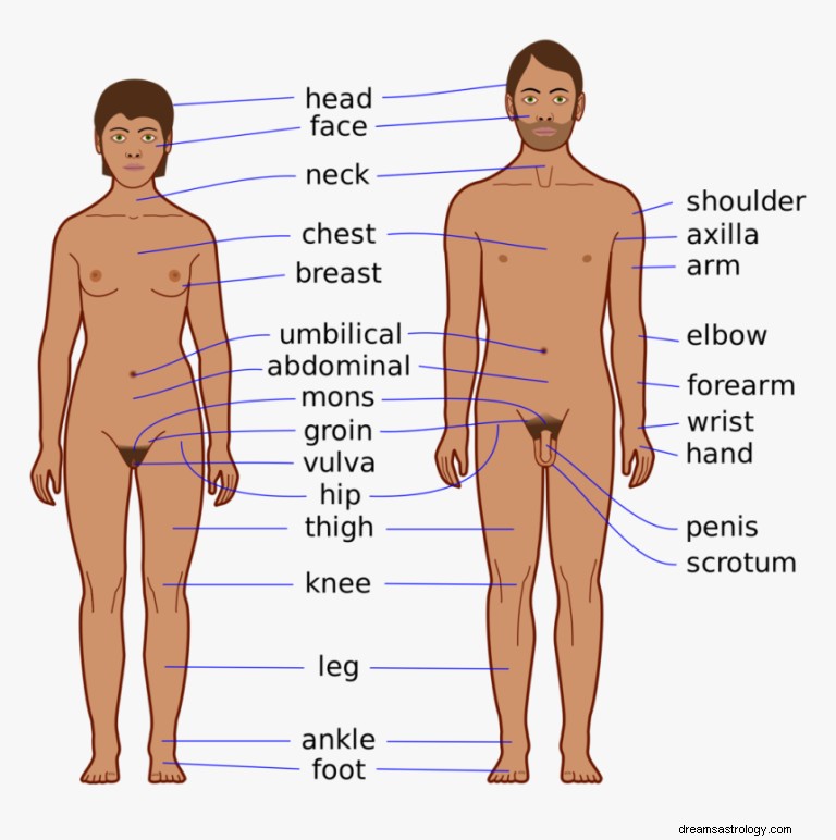 Cosa significa sognare parti del corpo di base? 