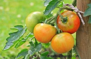 Hva betyr det å drømme om tomater? 
