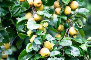 Wat betekent dromen over guave? 