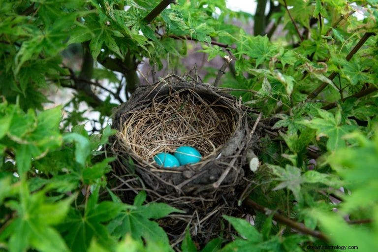 ¿Qué significa soñar con nido? 