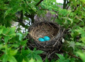 Que signifie rêver de Nest ? 