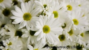 Vad betyder det att drömma om vita blommor? 