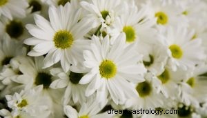 Wat betekent dromen over witte bloemen? 