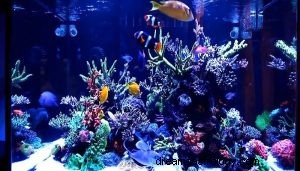Hva betyr det å drømme om akvarium? 