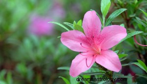 Vad betyder det att drömma om Azalea Flower? 