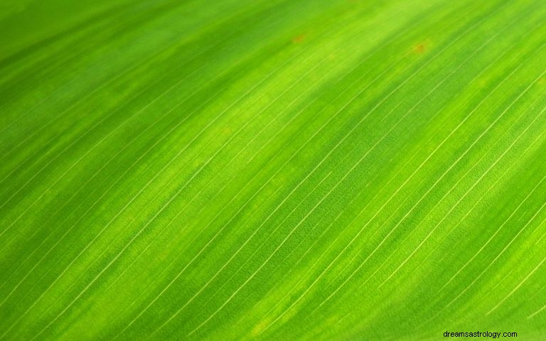 O que significa sonhar com cor verde? 