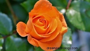 Was bedeutet es, über orange Farbe zu träumen? 
