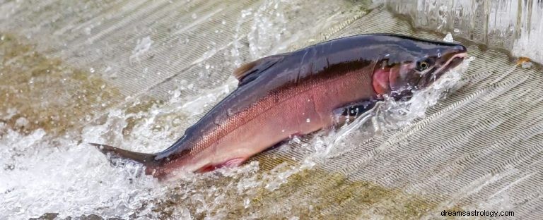 Arti Mimpi Ikan Trout 