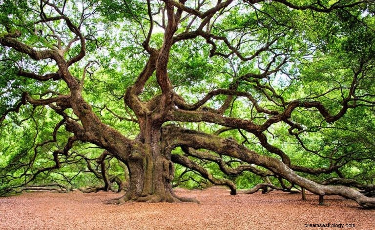 ¿Qué significa soñar con Roble? 