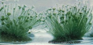 Was bedeutet es, von Algen zu träumen? 