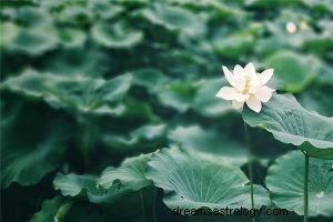 Hva betyr det å drømme om Lotus? 