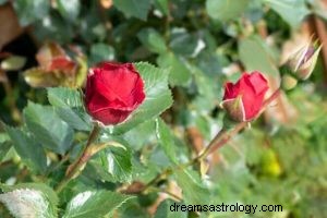 ¿Qué significa soñar con rosas? 