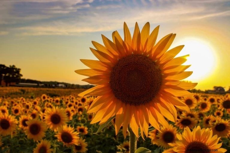 Was bedeutet es, von einer Sonnenblume zu träumen? 