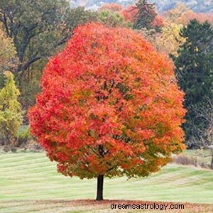 Τι σημαίνει να ονειρεύεσαι το Maple; 