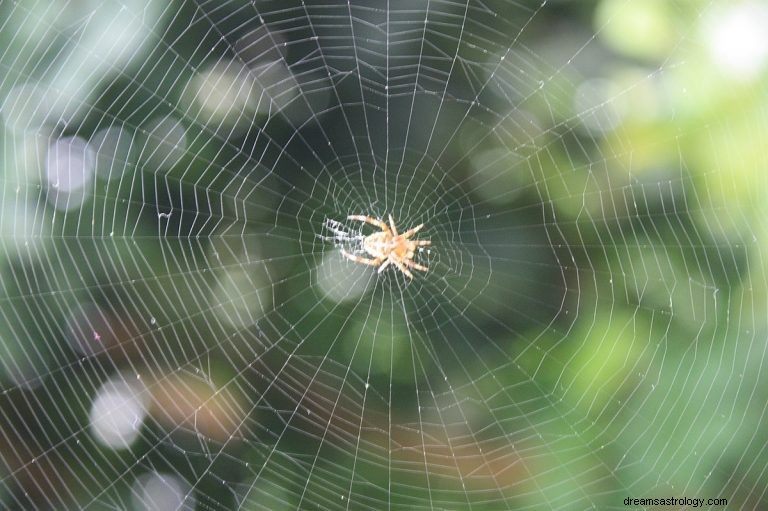 que signifie rêver du web ? 