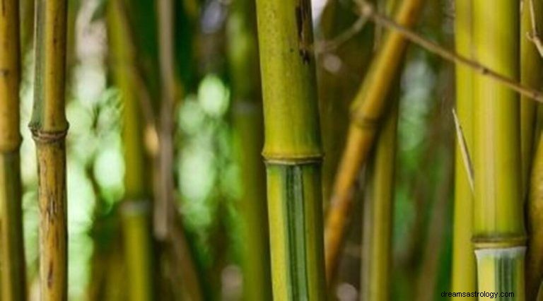 Sogni di essere circondato da bambù? 