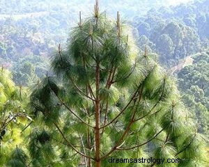 Apa Artinya Bermimpi Tentang Pohon Pinus? 