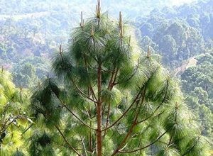 松の木を夢見るとはどういう意味ですか？ 