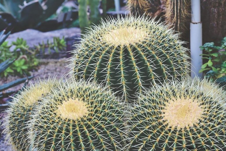Hva betyr det å drømme om kaktus? 