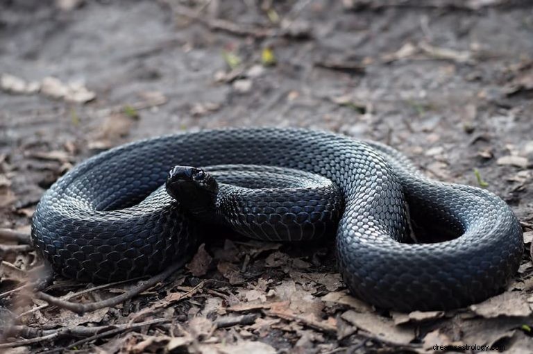 Hvad betyder det at drømme om en sort slange? 