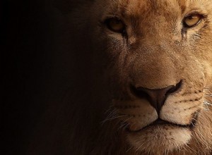 Lev:Duchovní zvíře, totem, symbolika a význam 