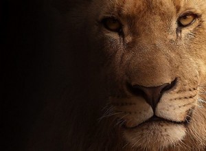 León:espíritu animal, tótem, simbolismo y significado 