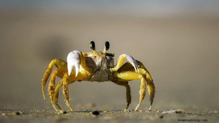Crabe :animal spirituel, totem, symbolisme et signification 