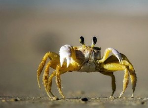 Crabe :animal spirituel, totem, symbolisme et signification 