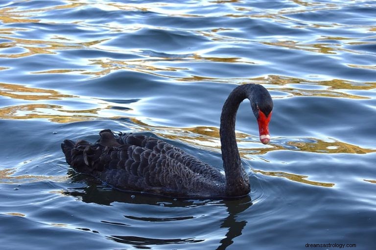 Black Swan:Åndedyr, totem, symbolikk og mening 