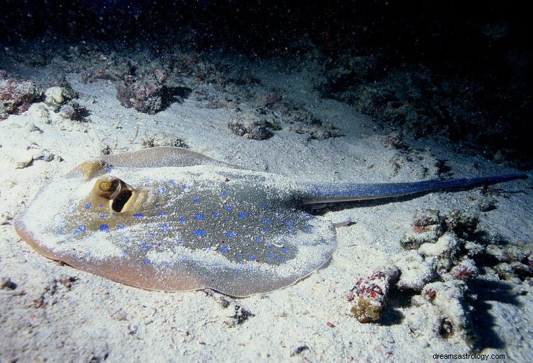 Stingray :animal spirituel, totem, symbolisme et signification 