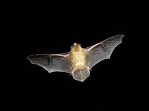 Bat:Spirit Animal Guide, Totem, Symbolism and Význam 