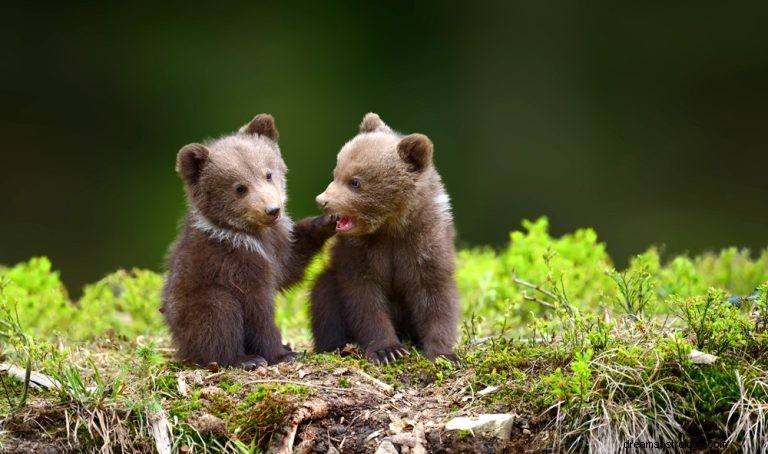 Ssak:duchowe zwierzę, totem, symbolika i znaczenie 