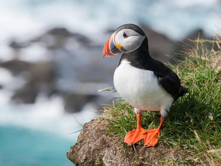 Puffin:Totem, duchovní zvíře, silové zvíře, symbolismus a význam 