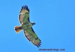 Crécerelle :guide des animaux spirituels, totem, symbolisme et signification 